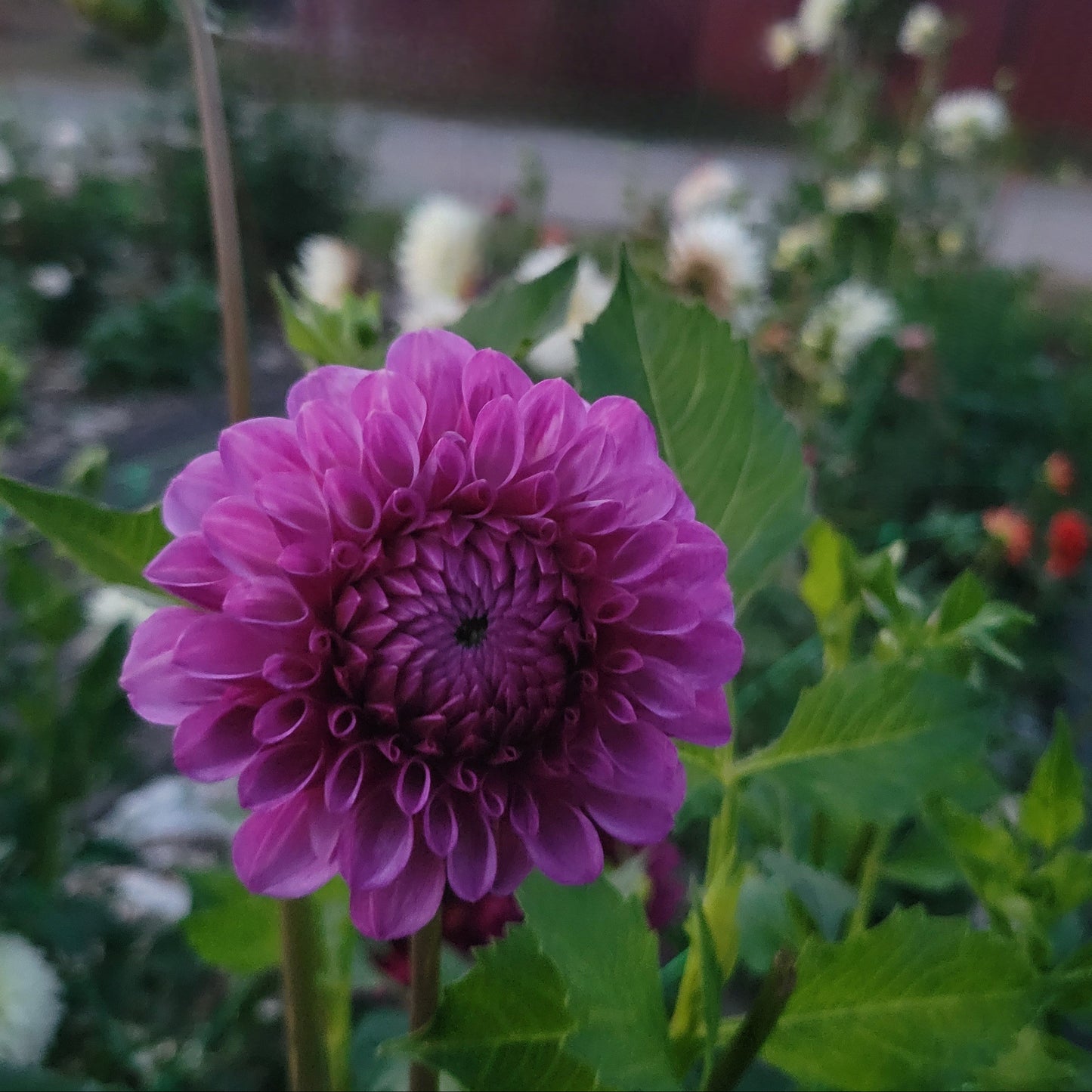Robann Royal
