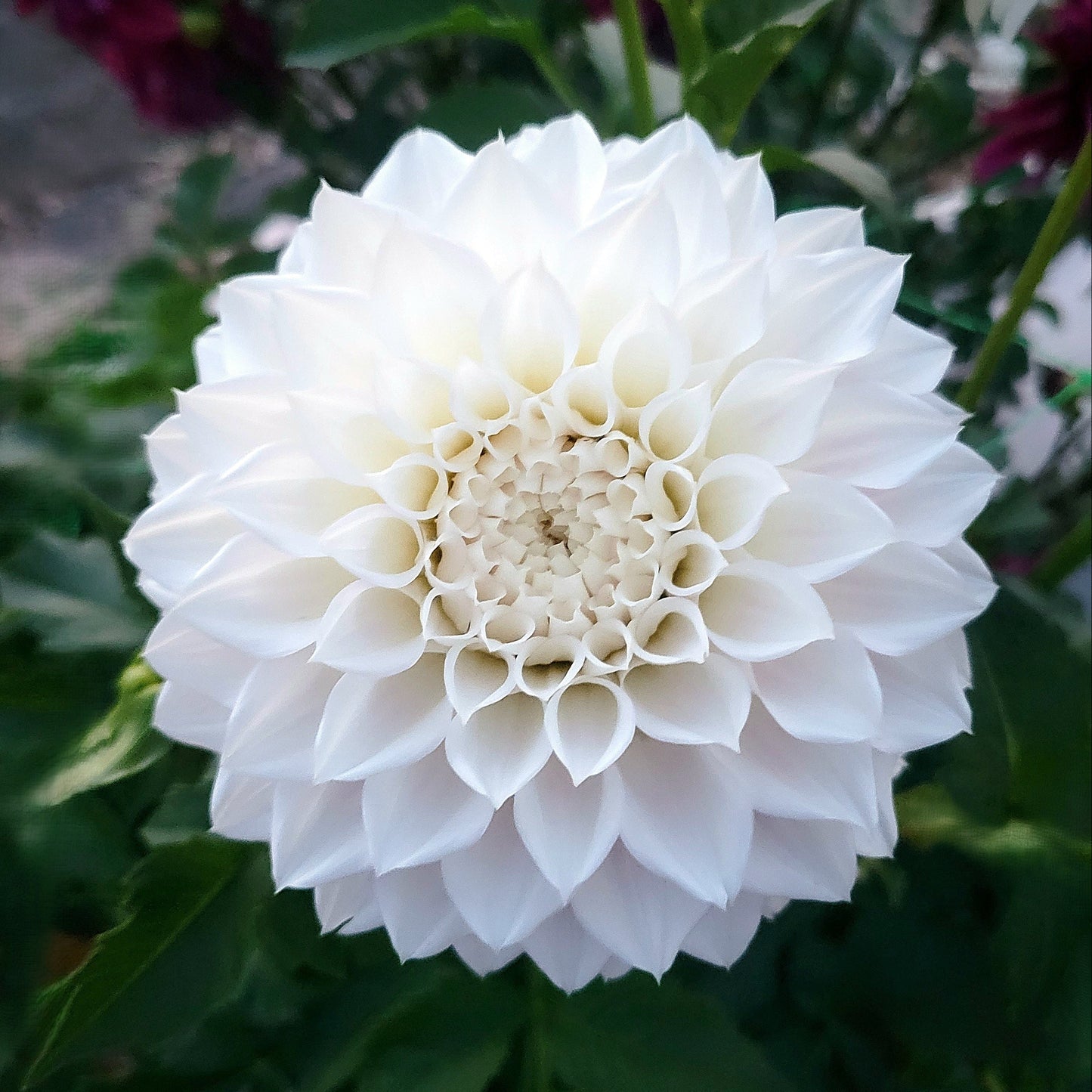 SC- Bella Luna
