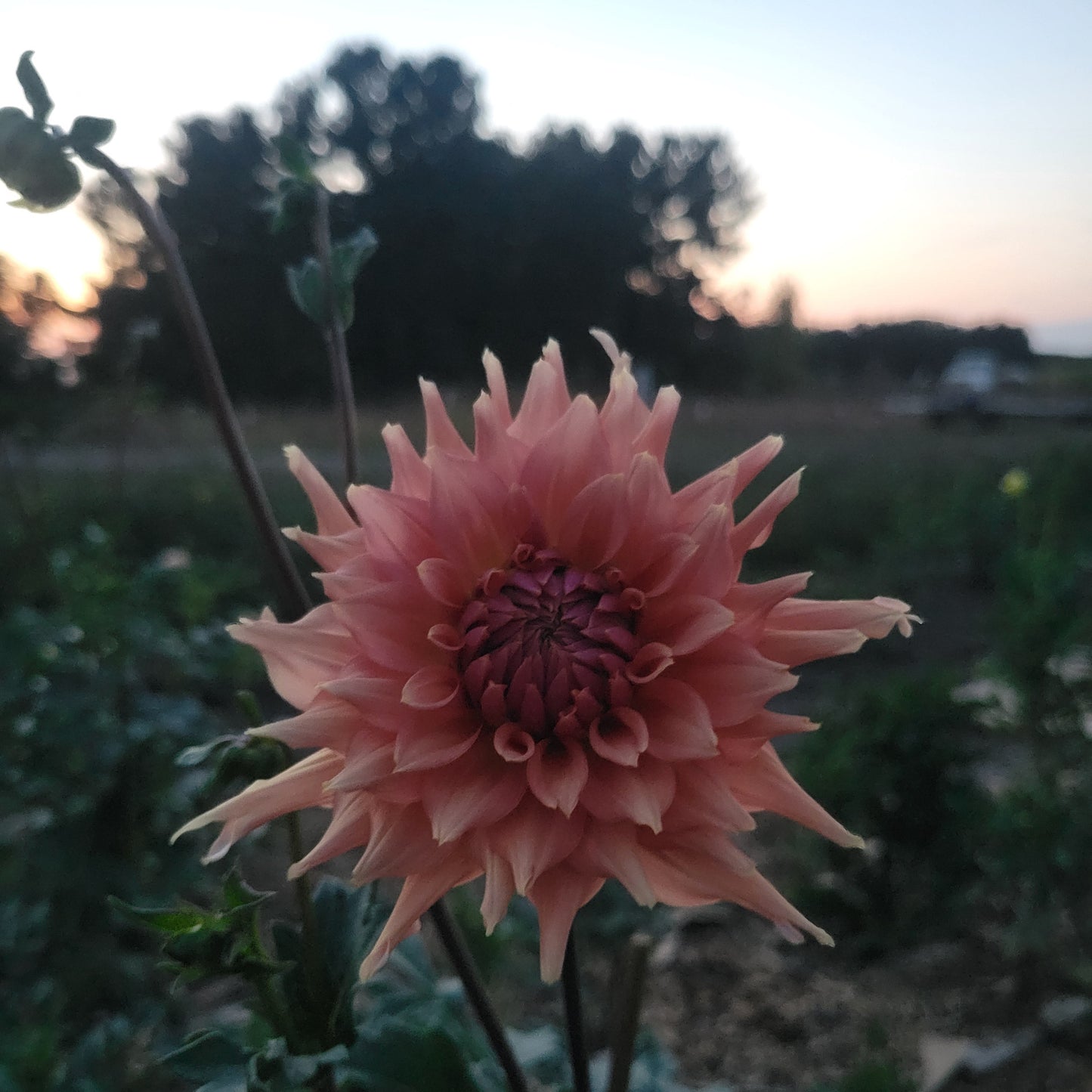 Terracotta