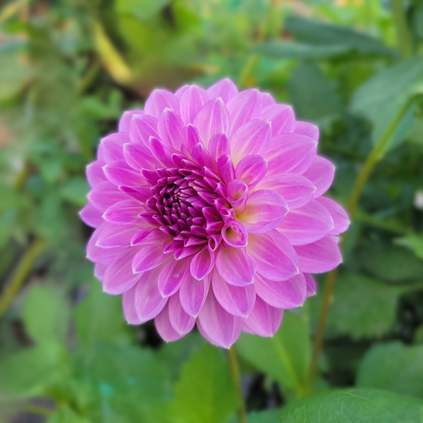 Lavender Ice
