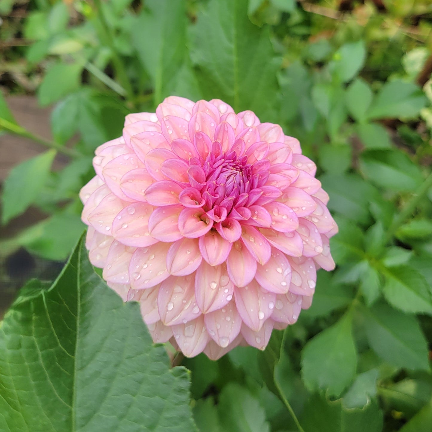 Levi's Bubblegum
