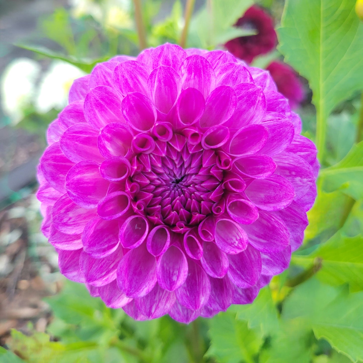 Robann Royal