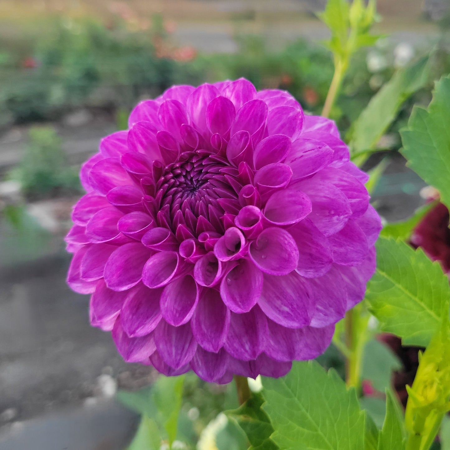 Robann Royal