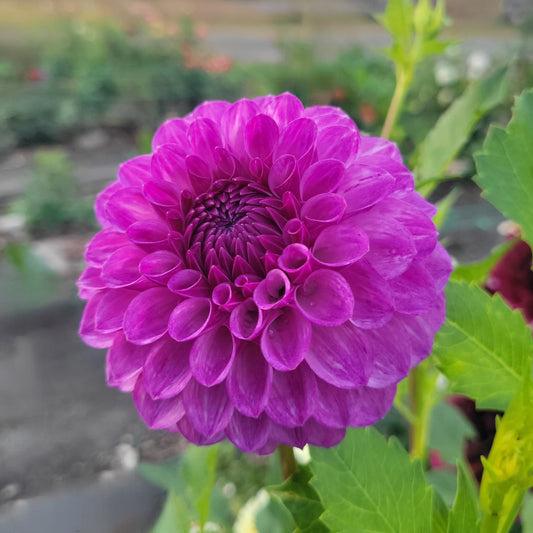 Robann Royal