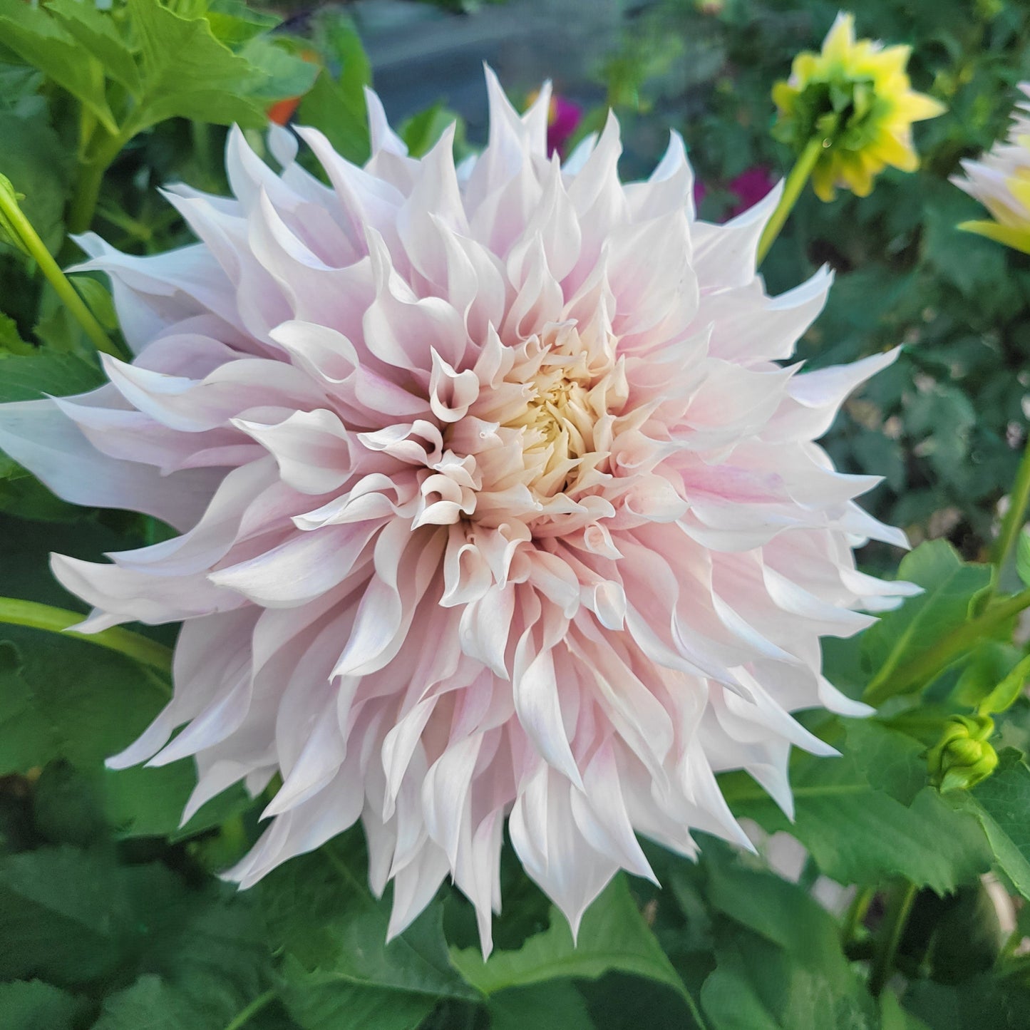 SC - Lavender Blush