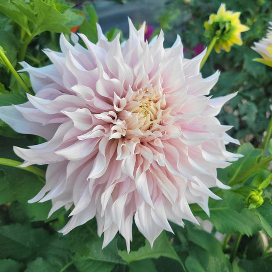 SC - Lavender Blush
