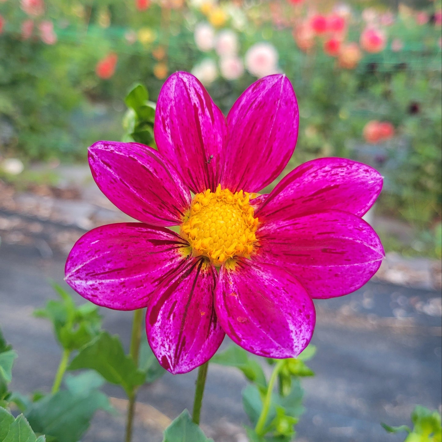 Speckled Tim