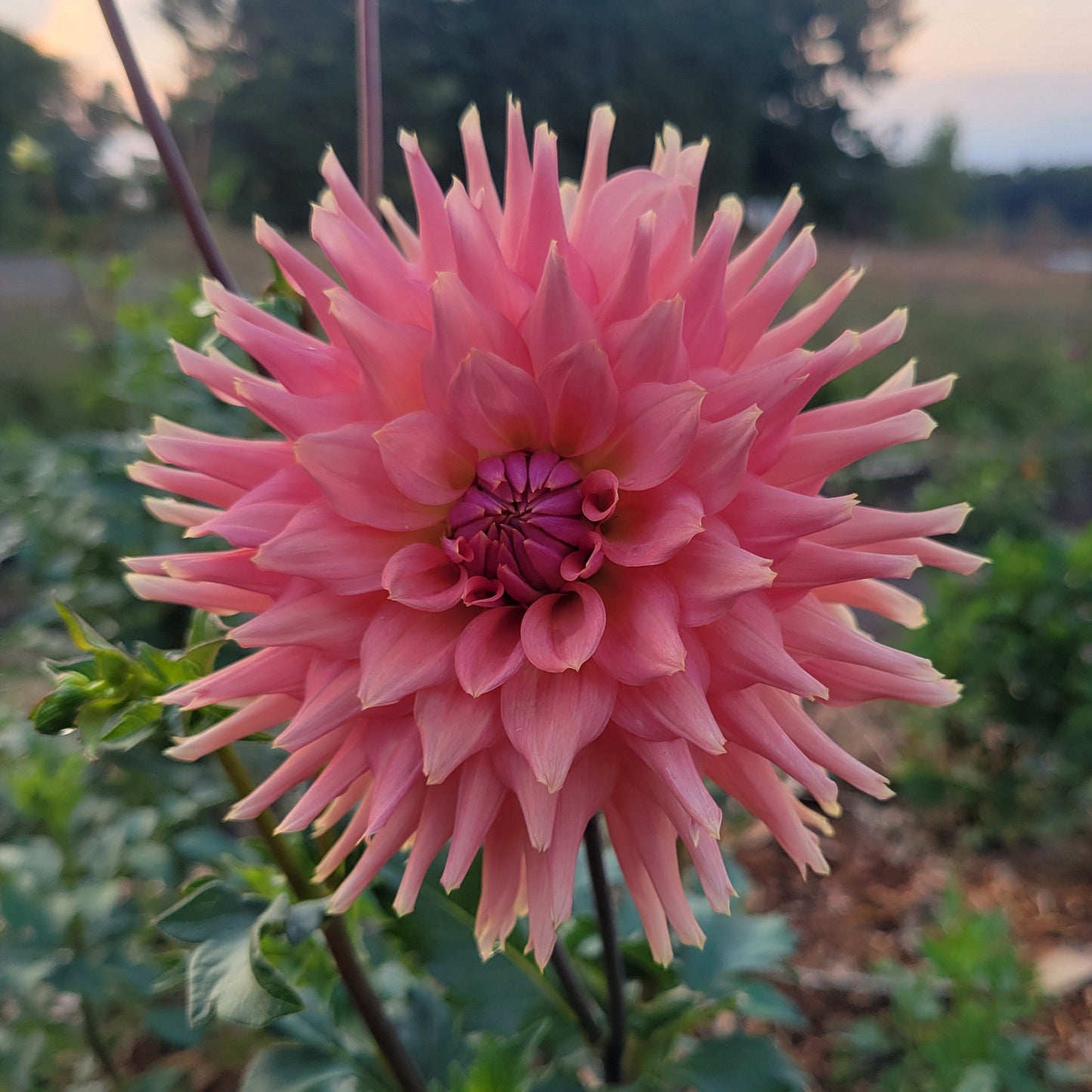 Terracotta