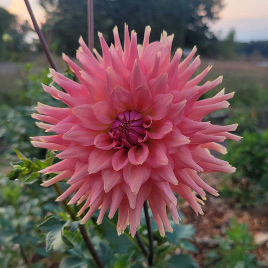 Terracotta
