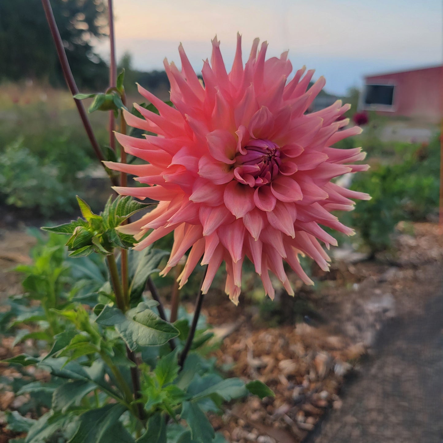 Terracotta