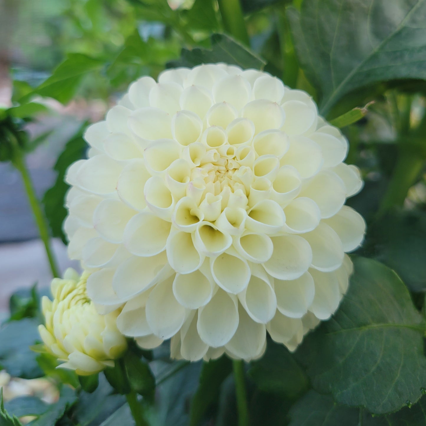 White Nettie