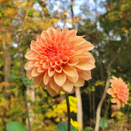 Bell's Sienna Rose