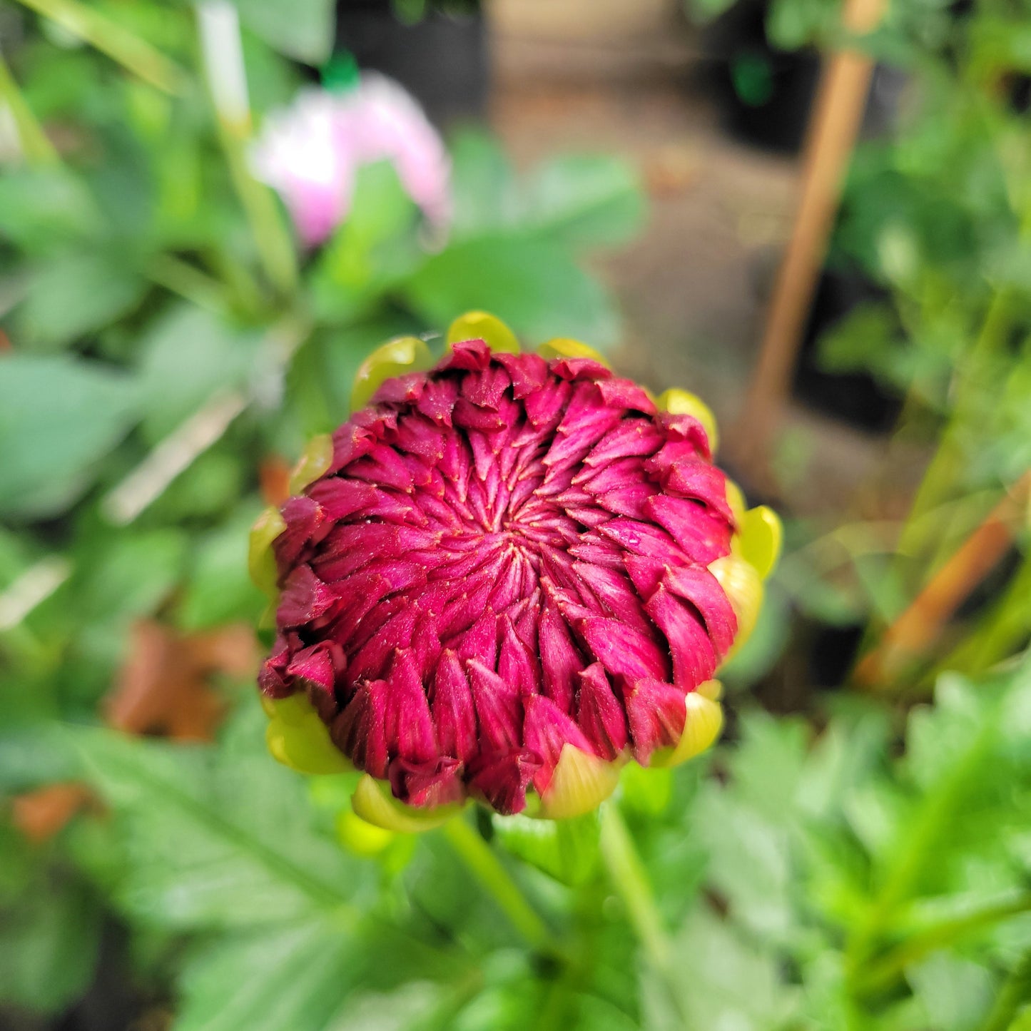 Hollyhill Court Jester