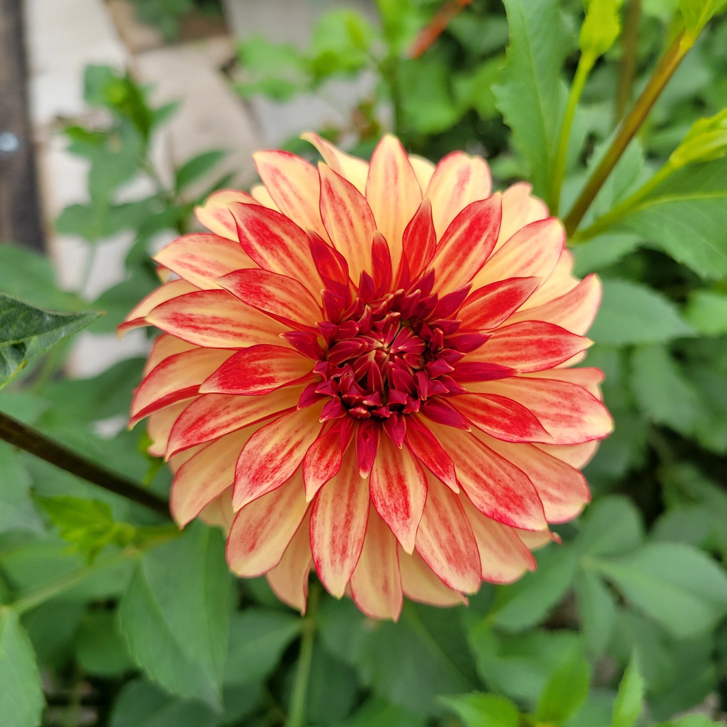 Irish Pinwheel