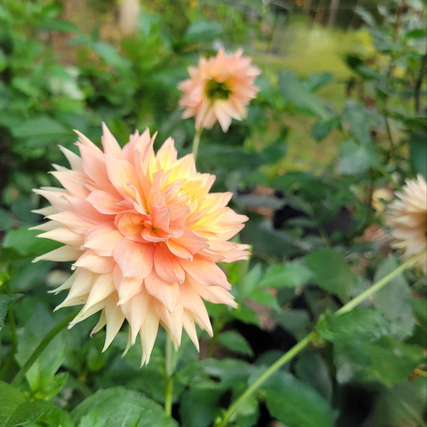 Lee's Apricot Fizz