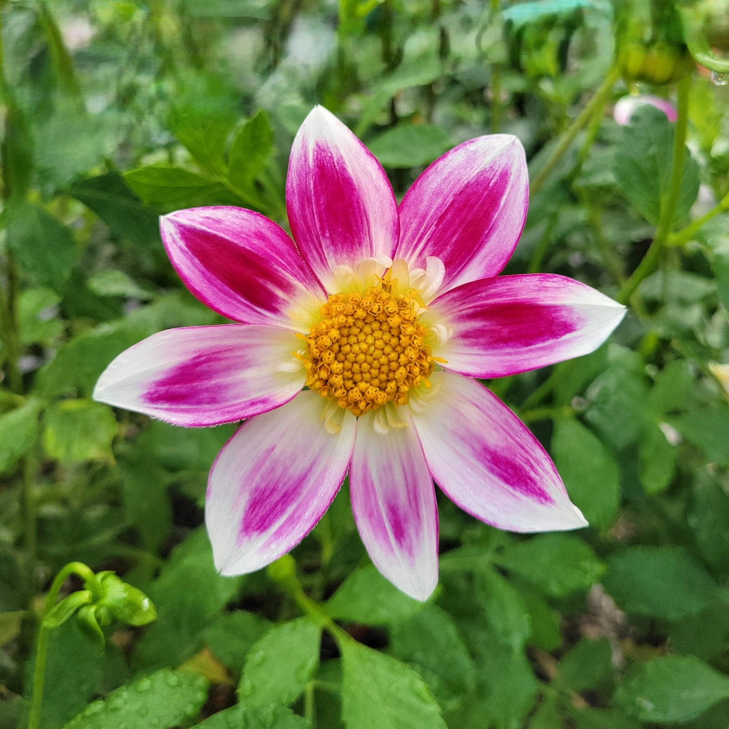 Pink Rebel