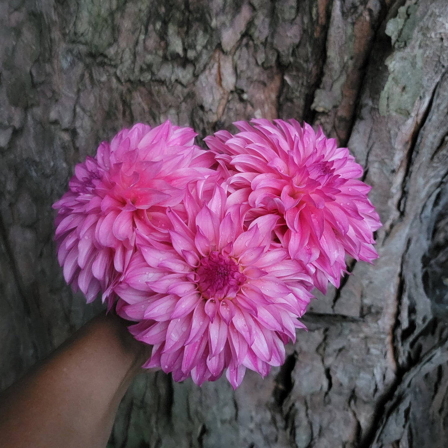 River's Bubblegum