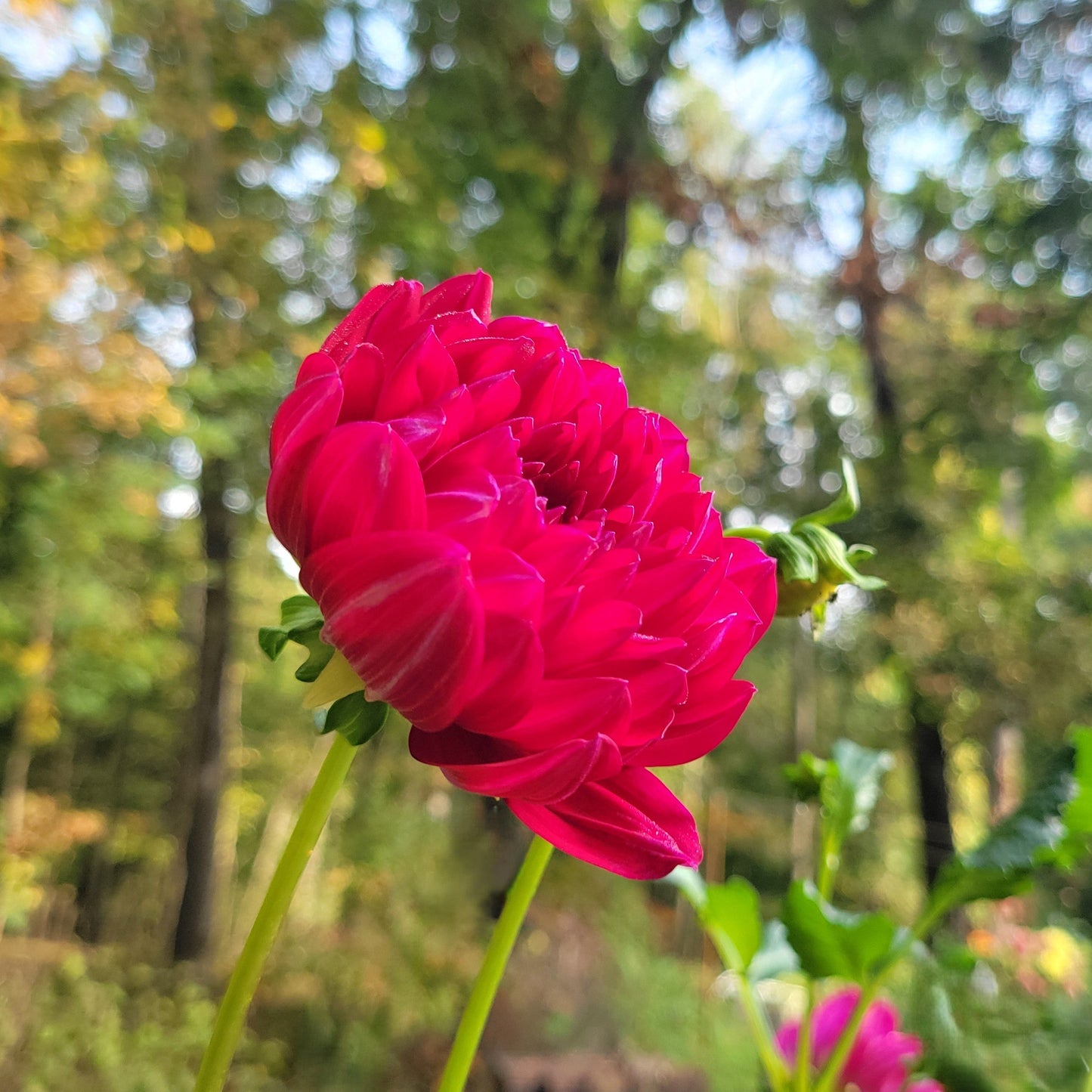 Sandia Claire