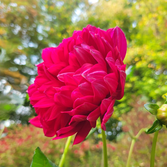 Sandia Claire