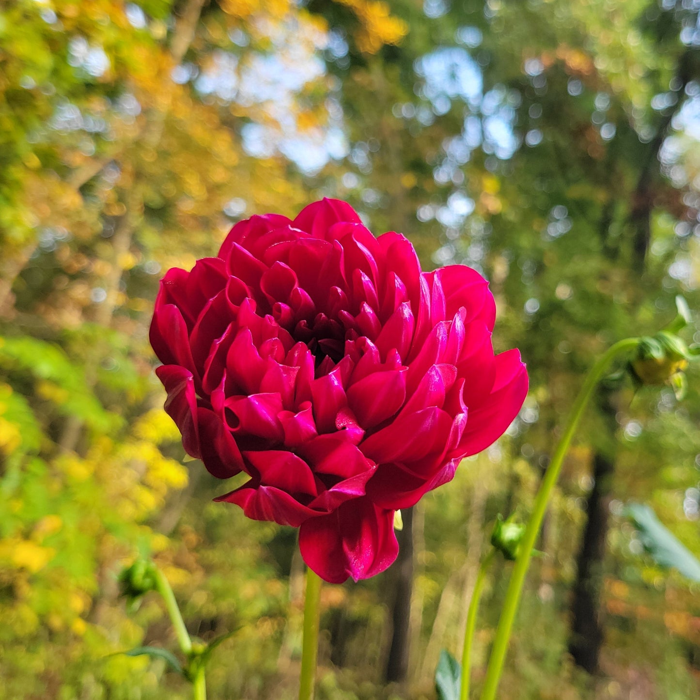 Sandia Claire