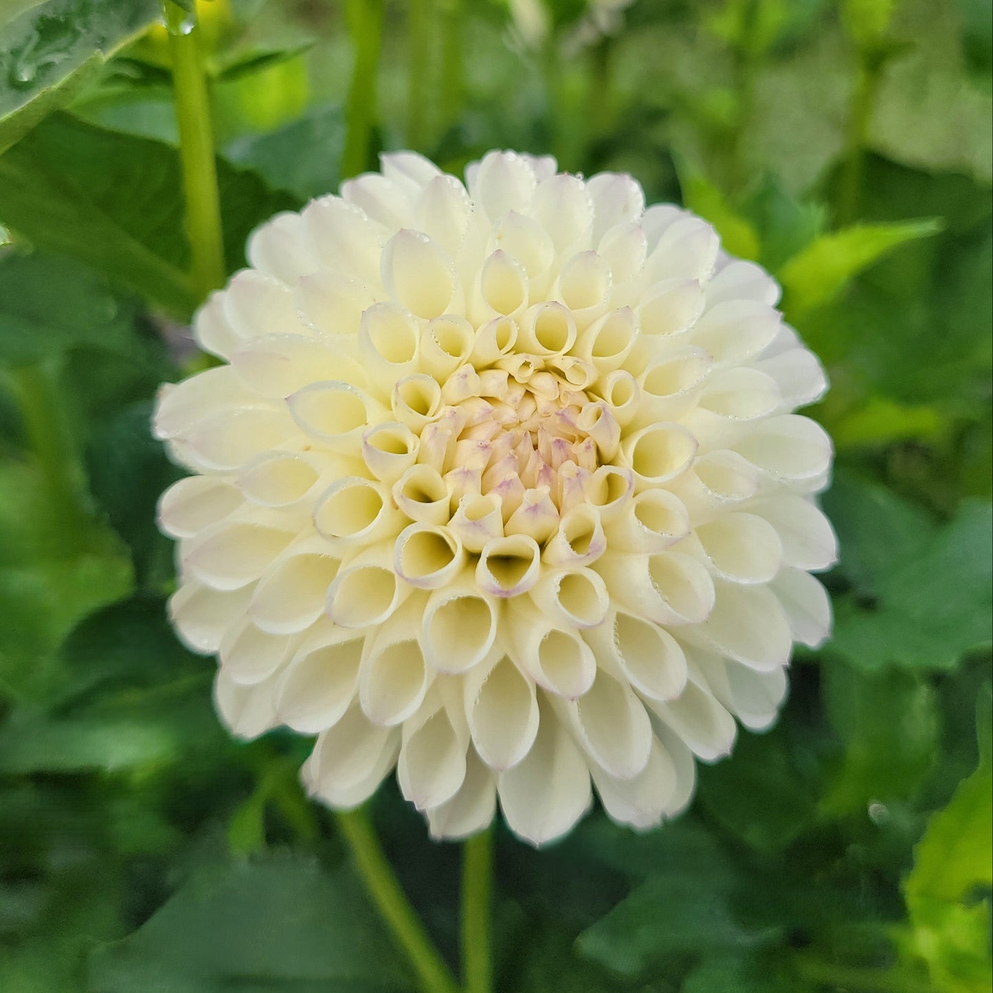 White Nettie