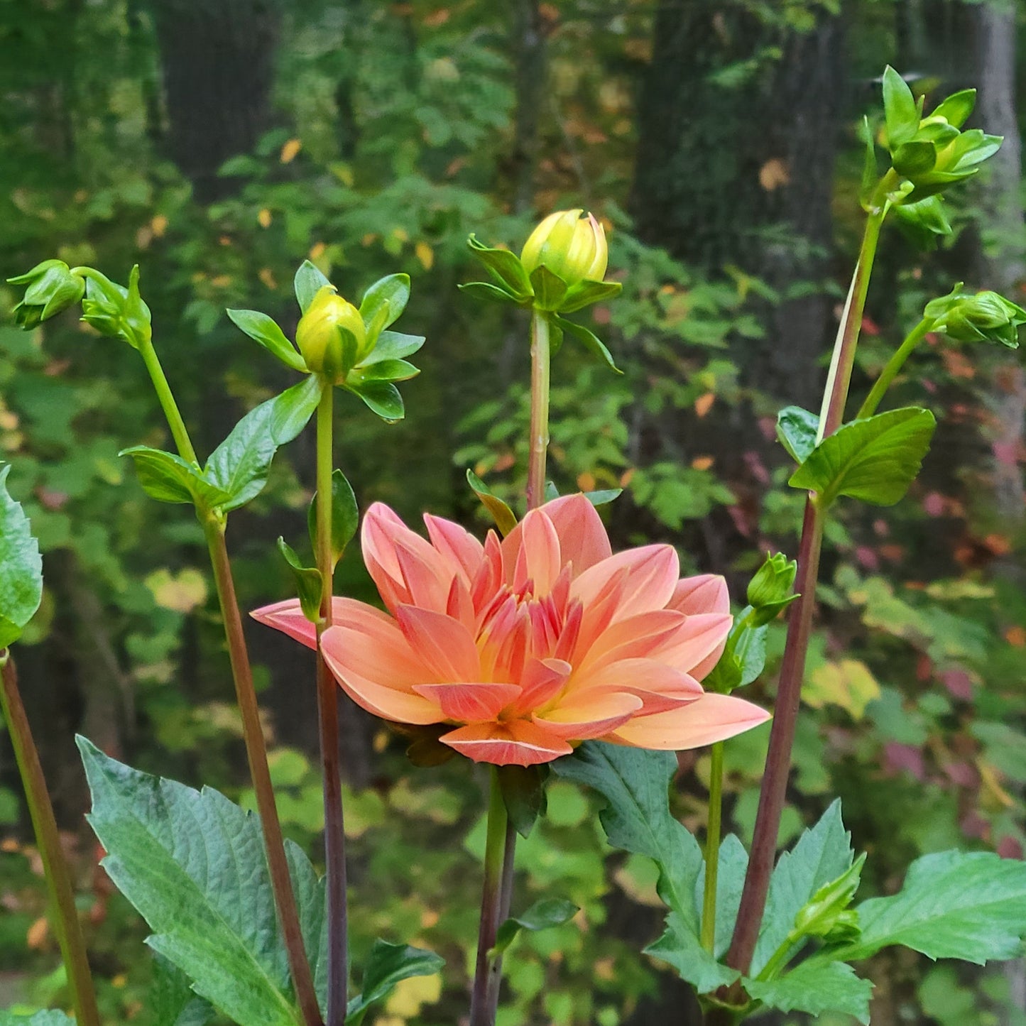 Apricot Desire