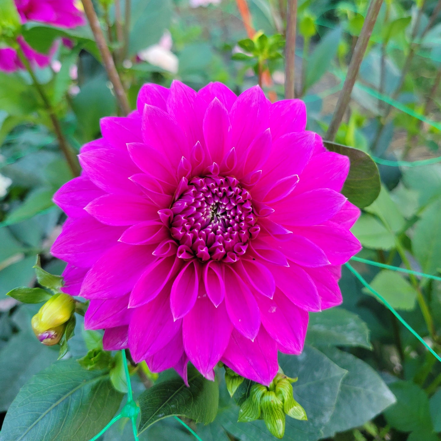 Bloomquist Ruby -See comment