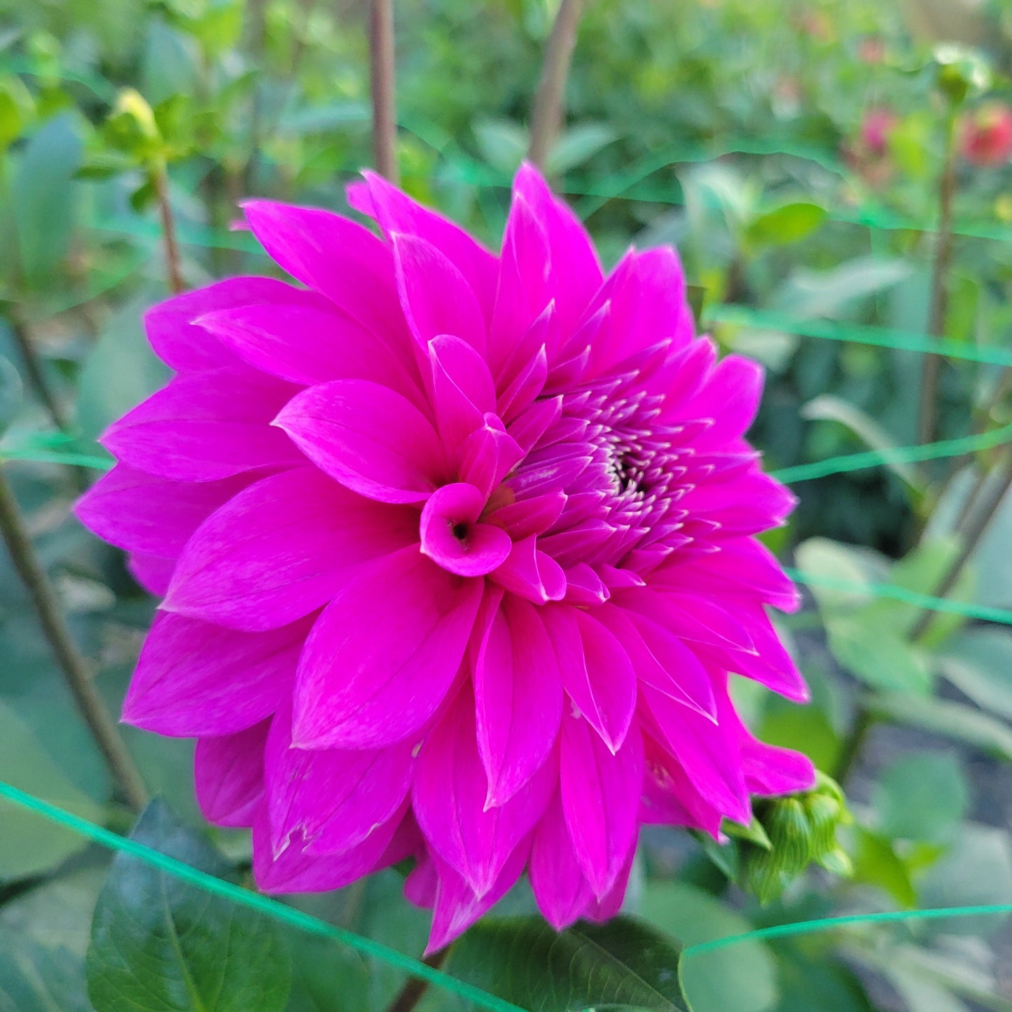 Bloomquist Ruby -See comment