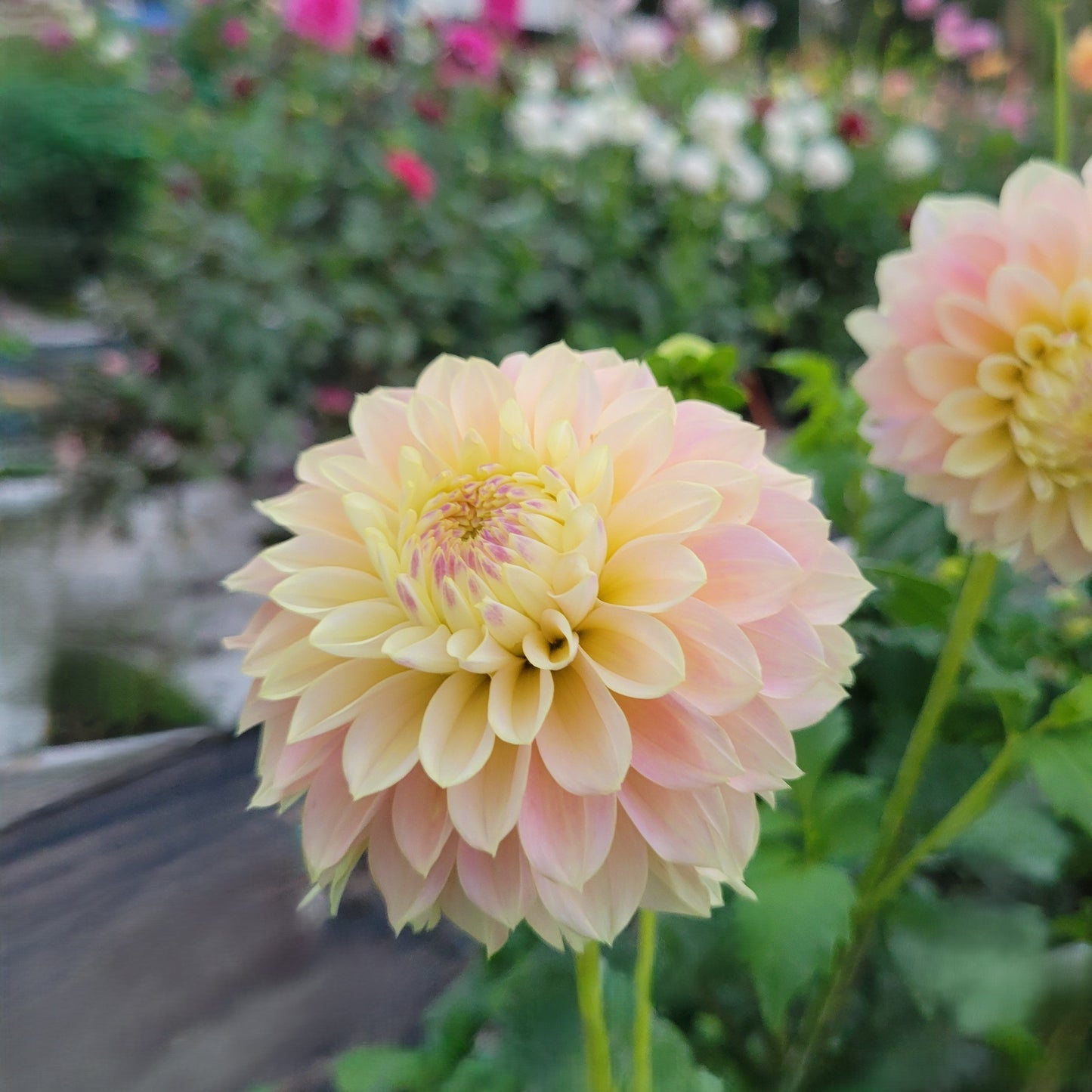 Elk's Tennley Rose