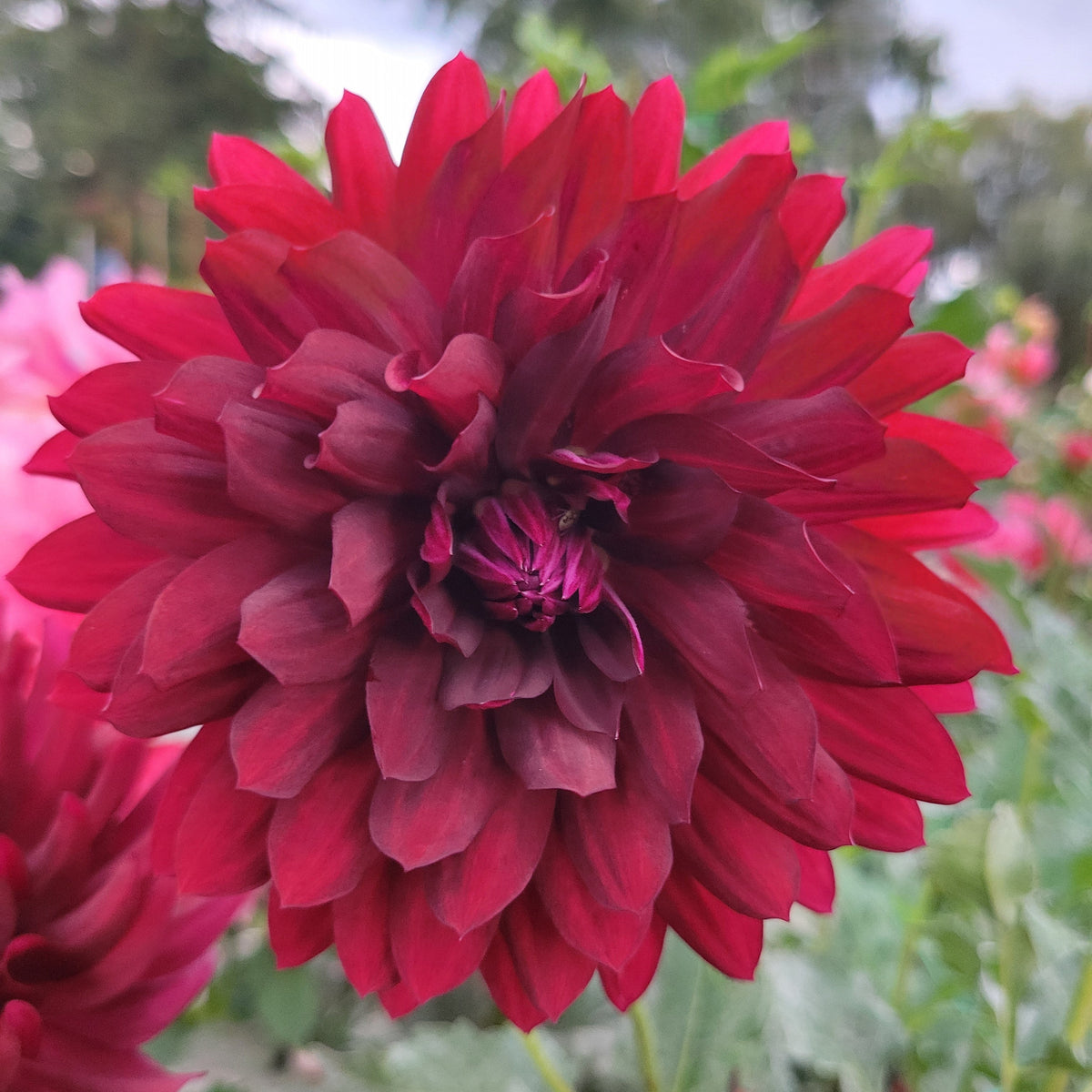 Hollyhill Black Beauty