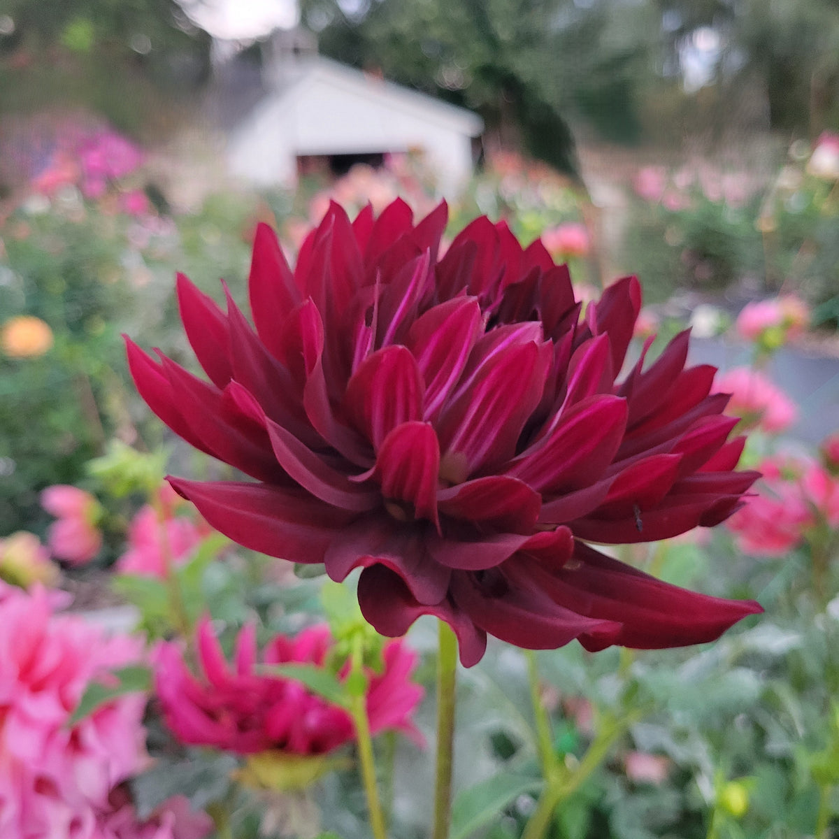 Hollyhill Black Beauty
