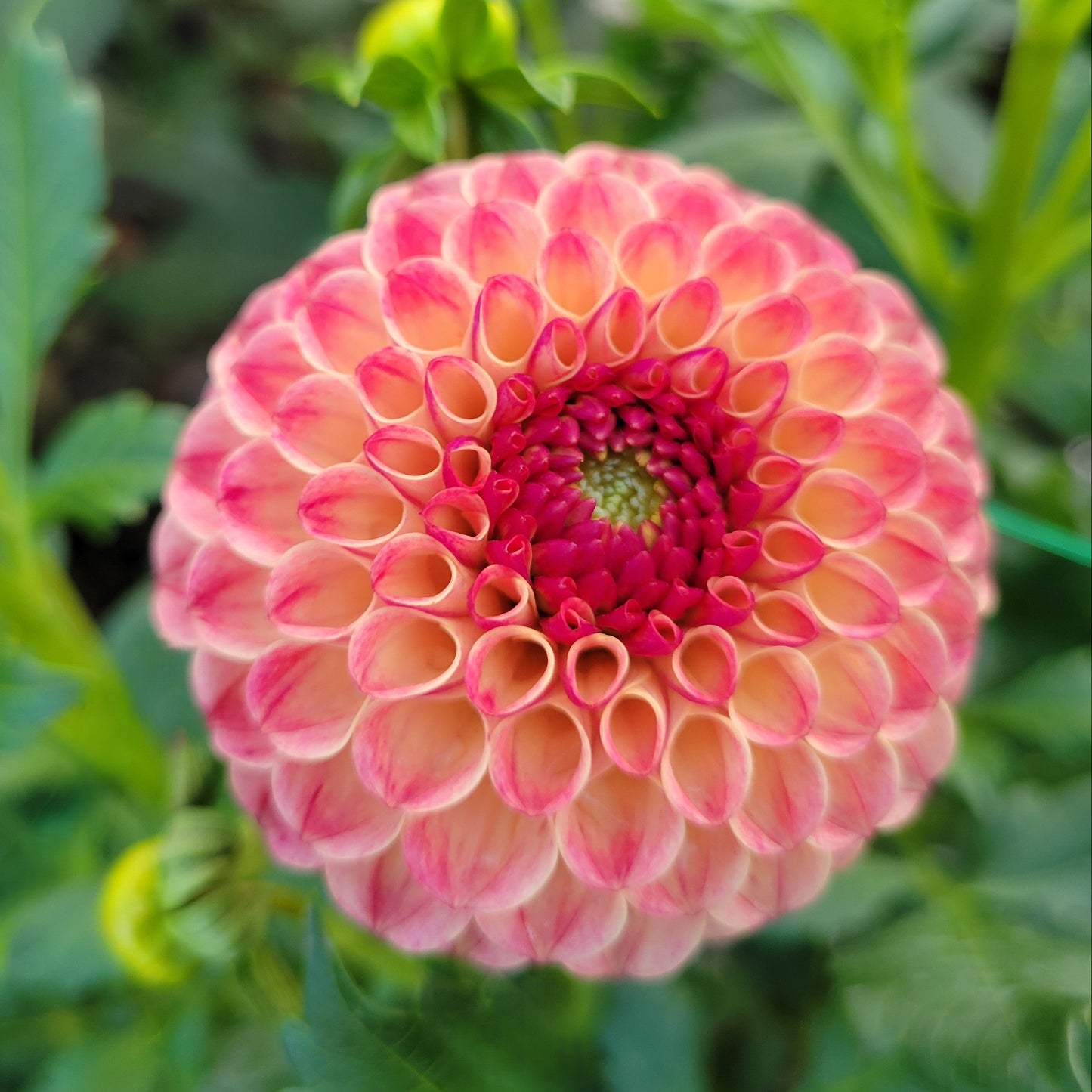 Rosemary Dawn