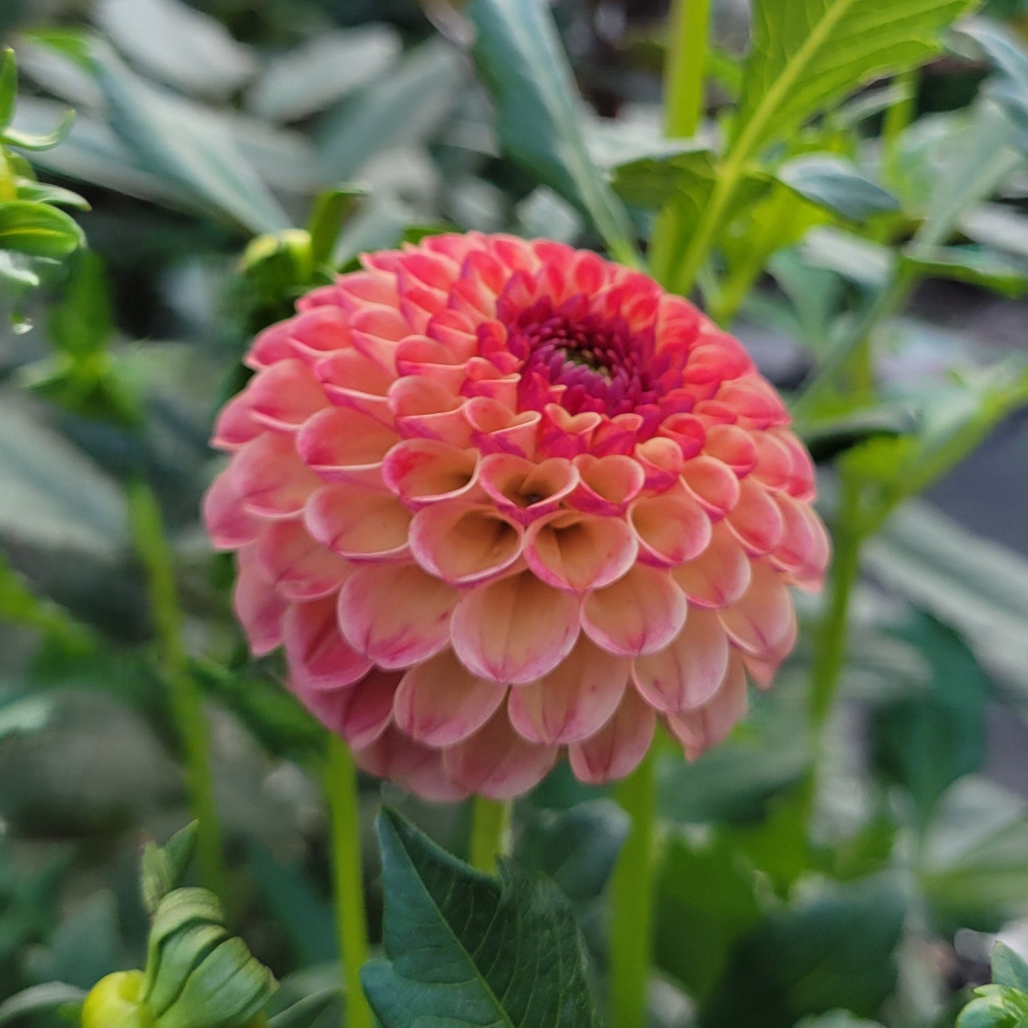 Rosemary Dawn
