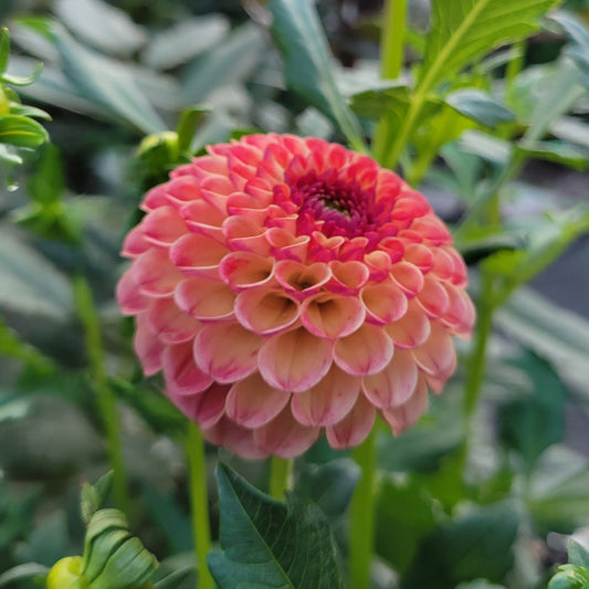 Rosemary Dawn