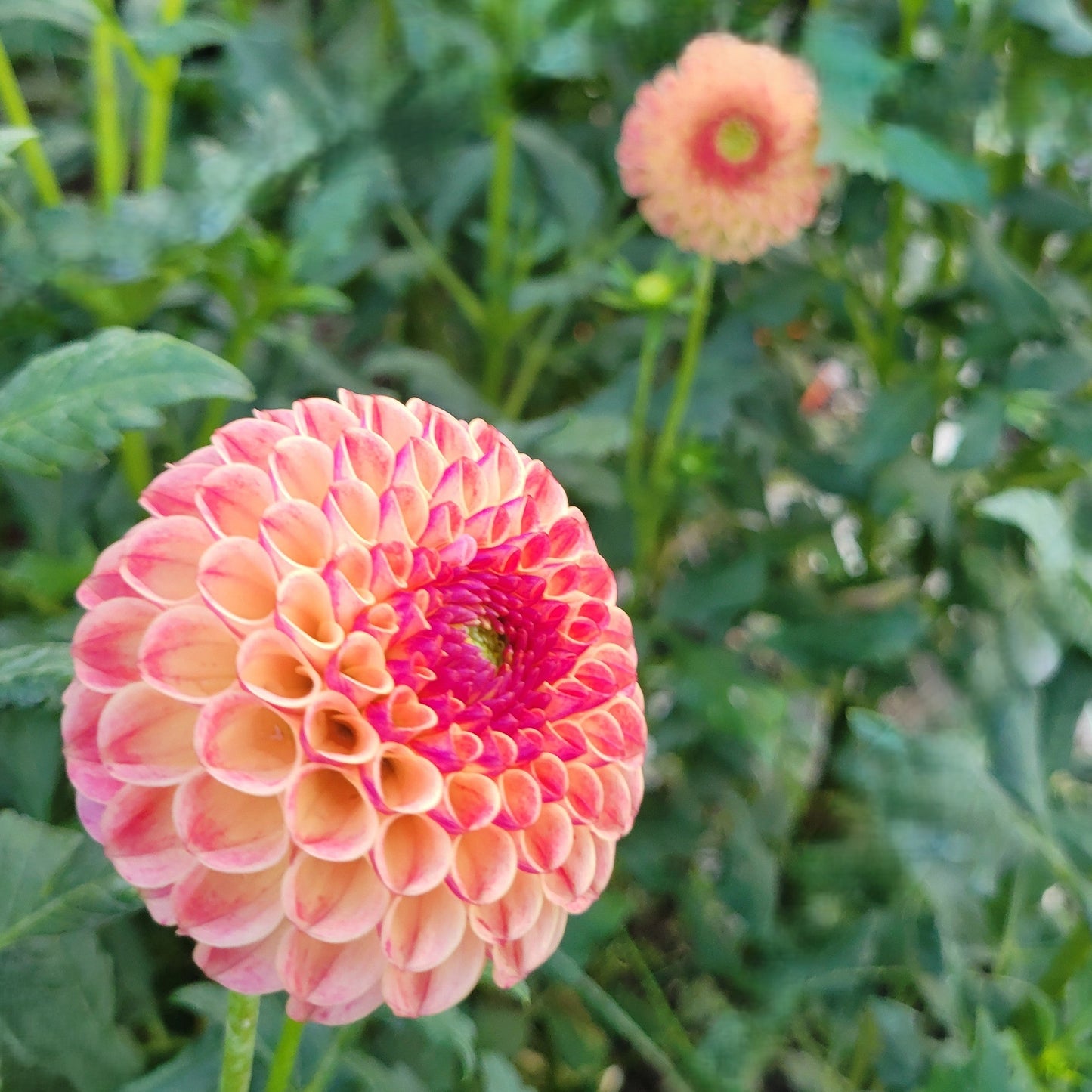 Rosemary Dawn