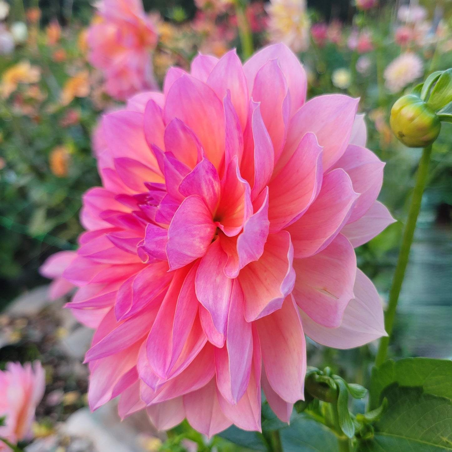 Sandia Rose