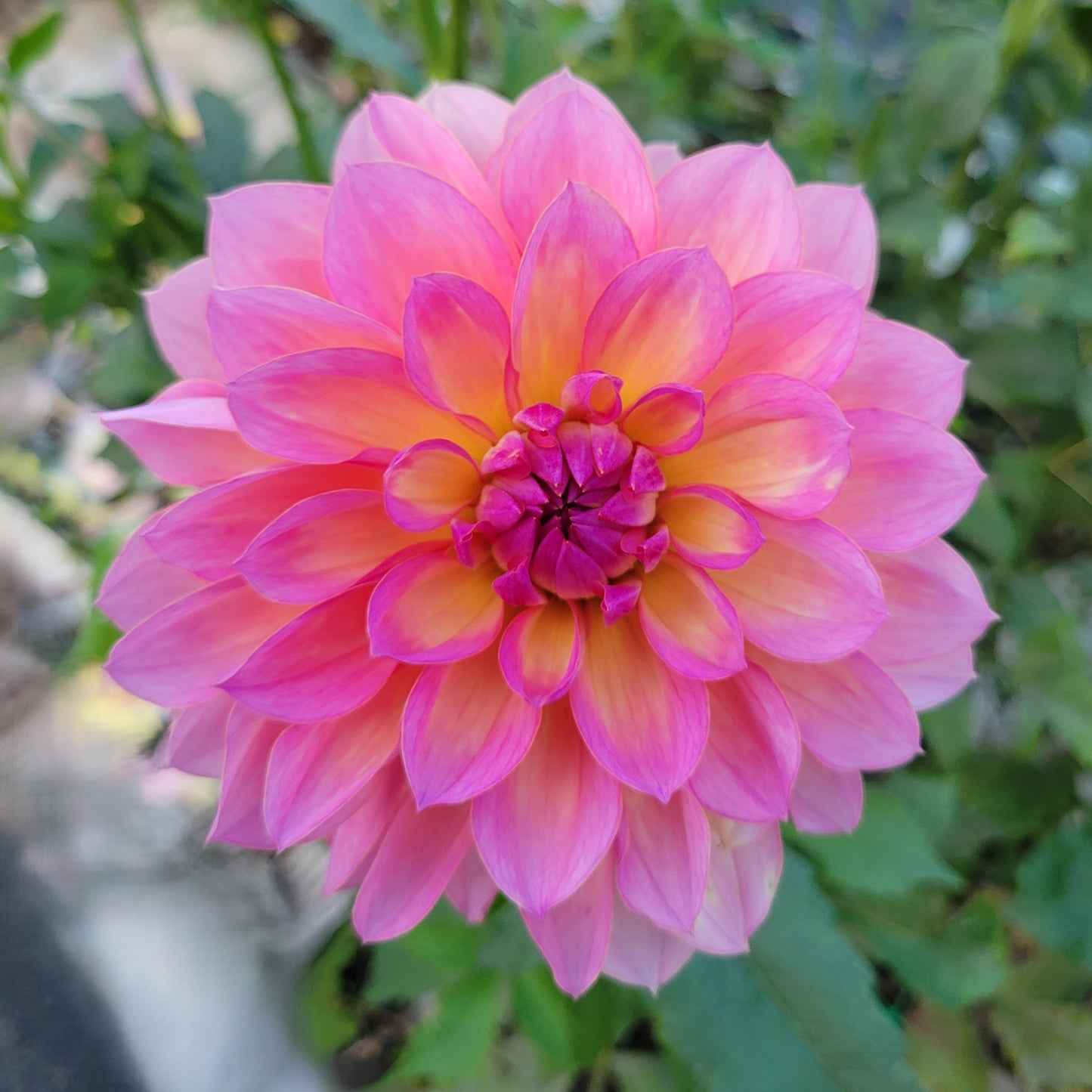 Sandia Rose