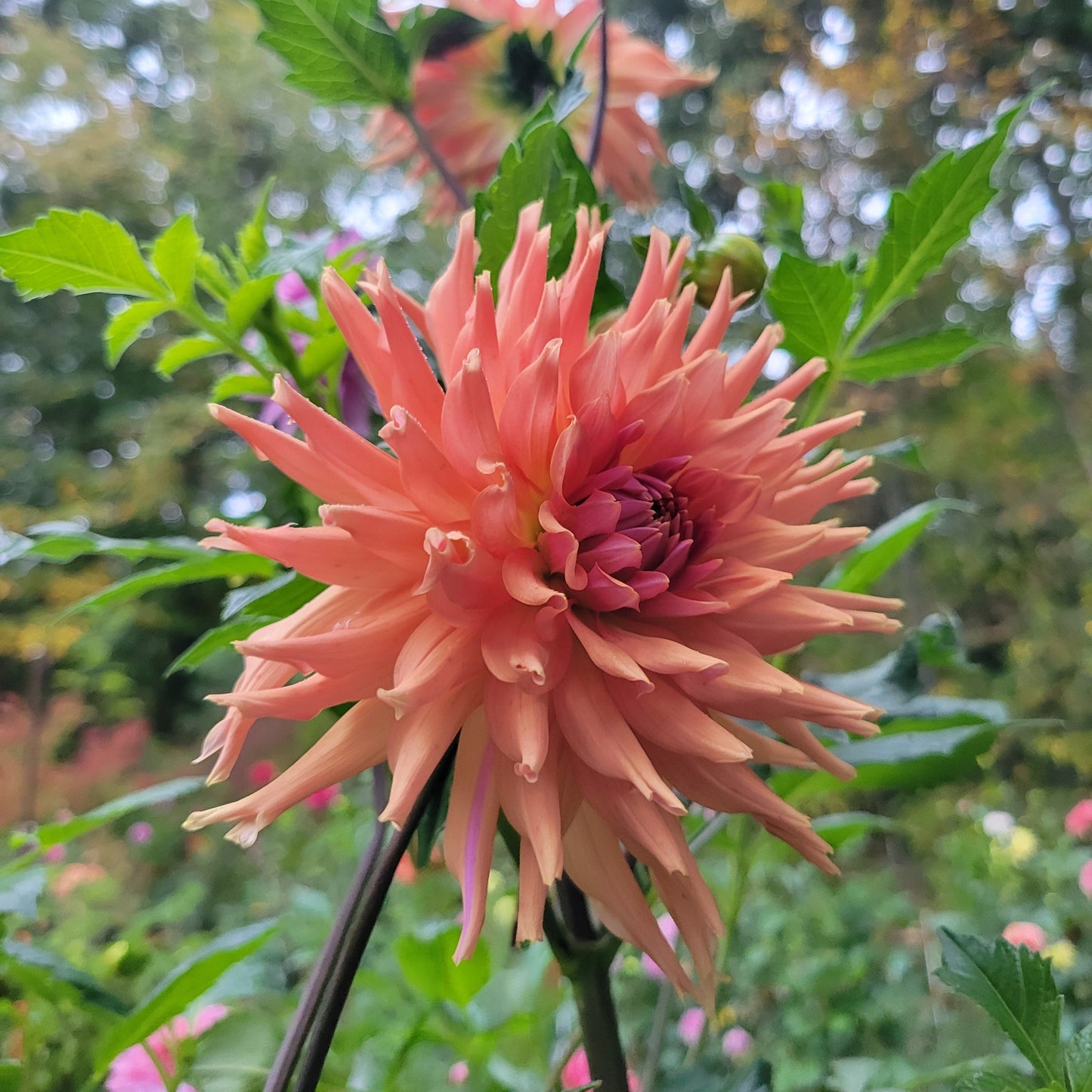 Terracotta