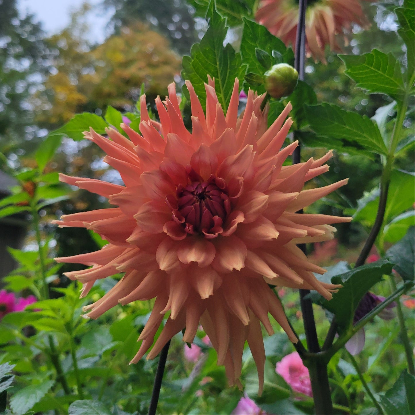 Terracotta