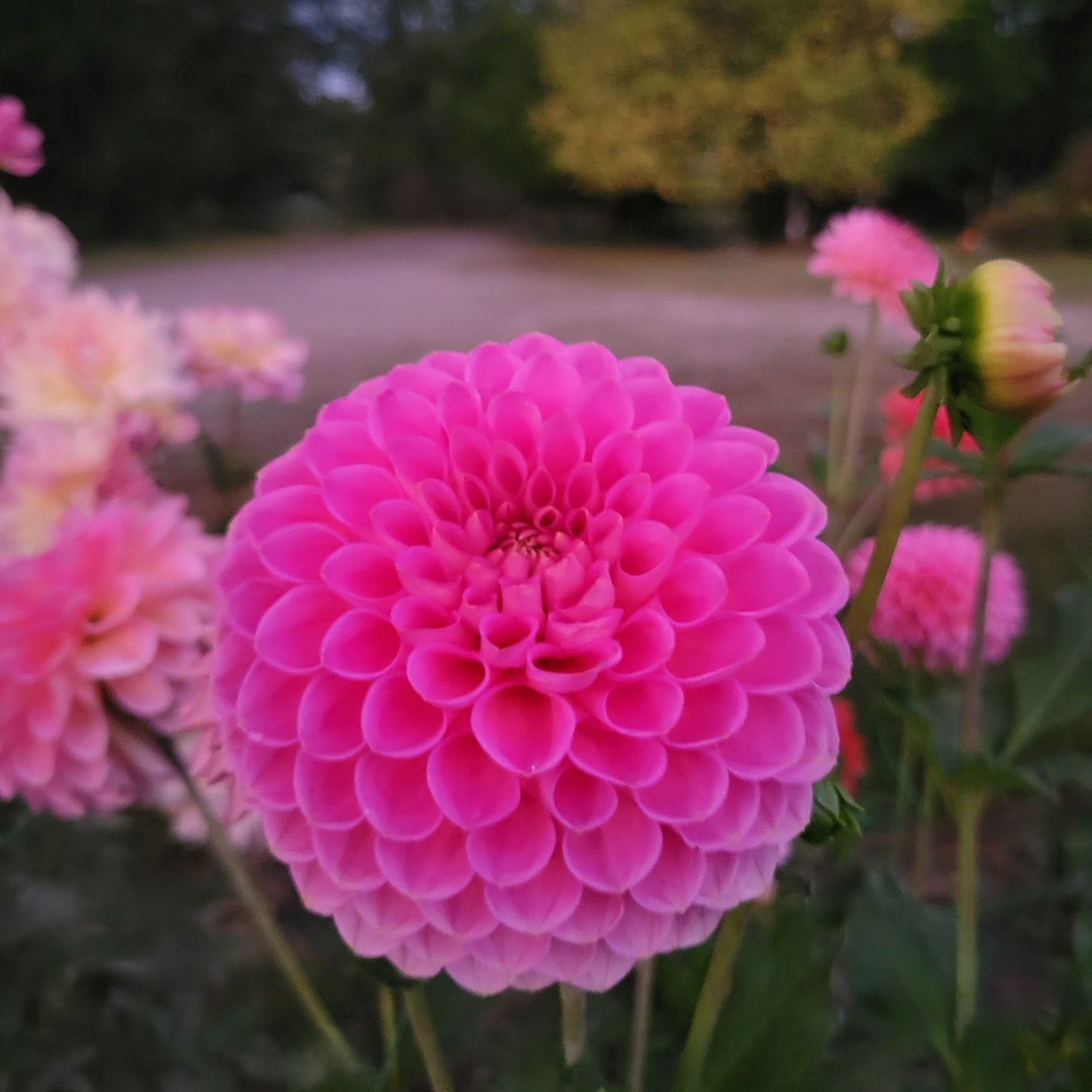 Westerton Pearl