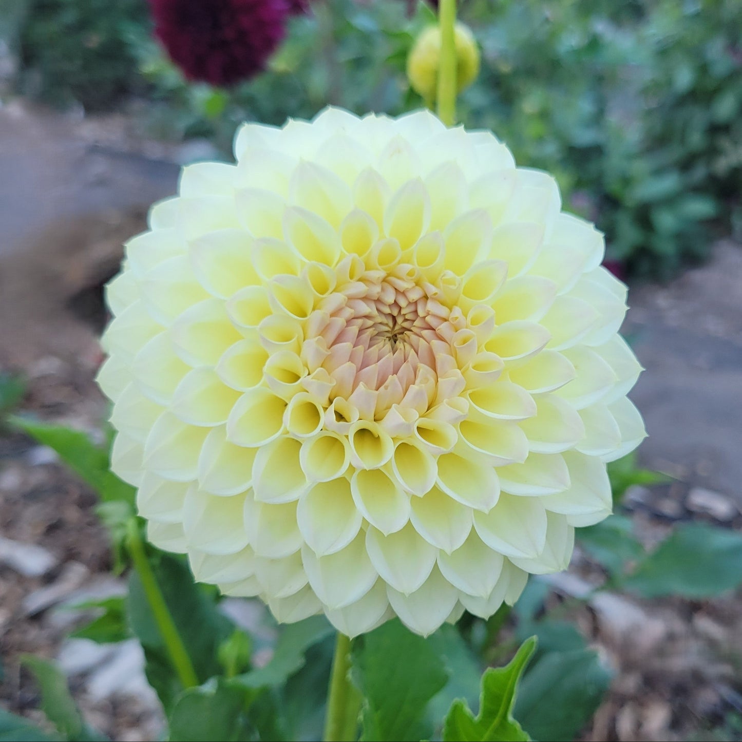 Winholme Diane