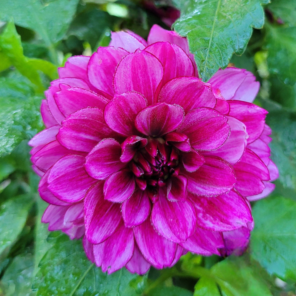 Aspasia