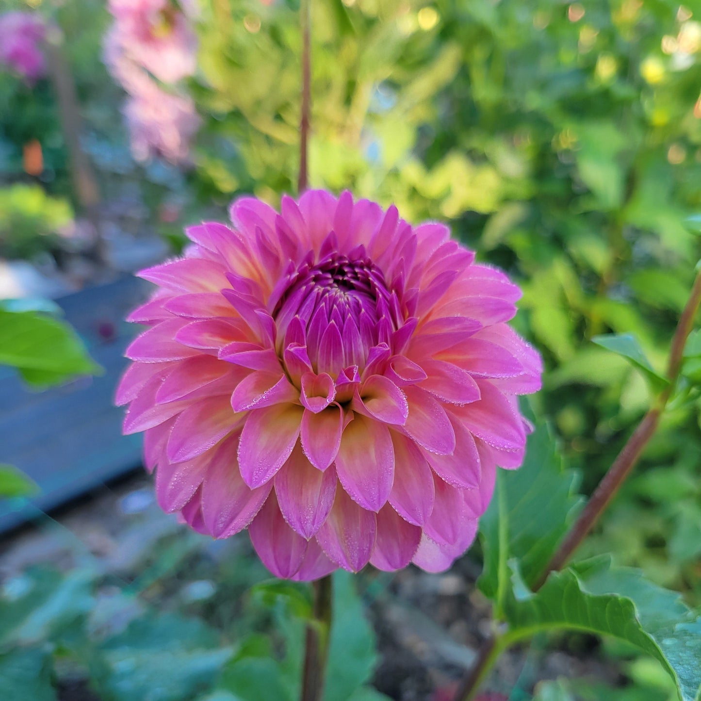 Bloomquist Fredene