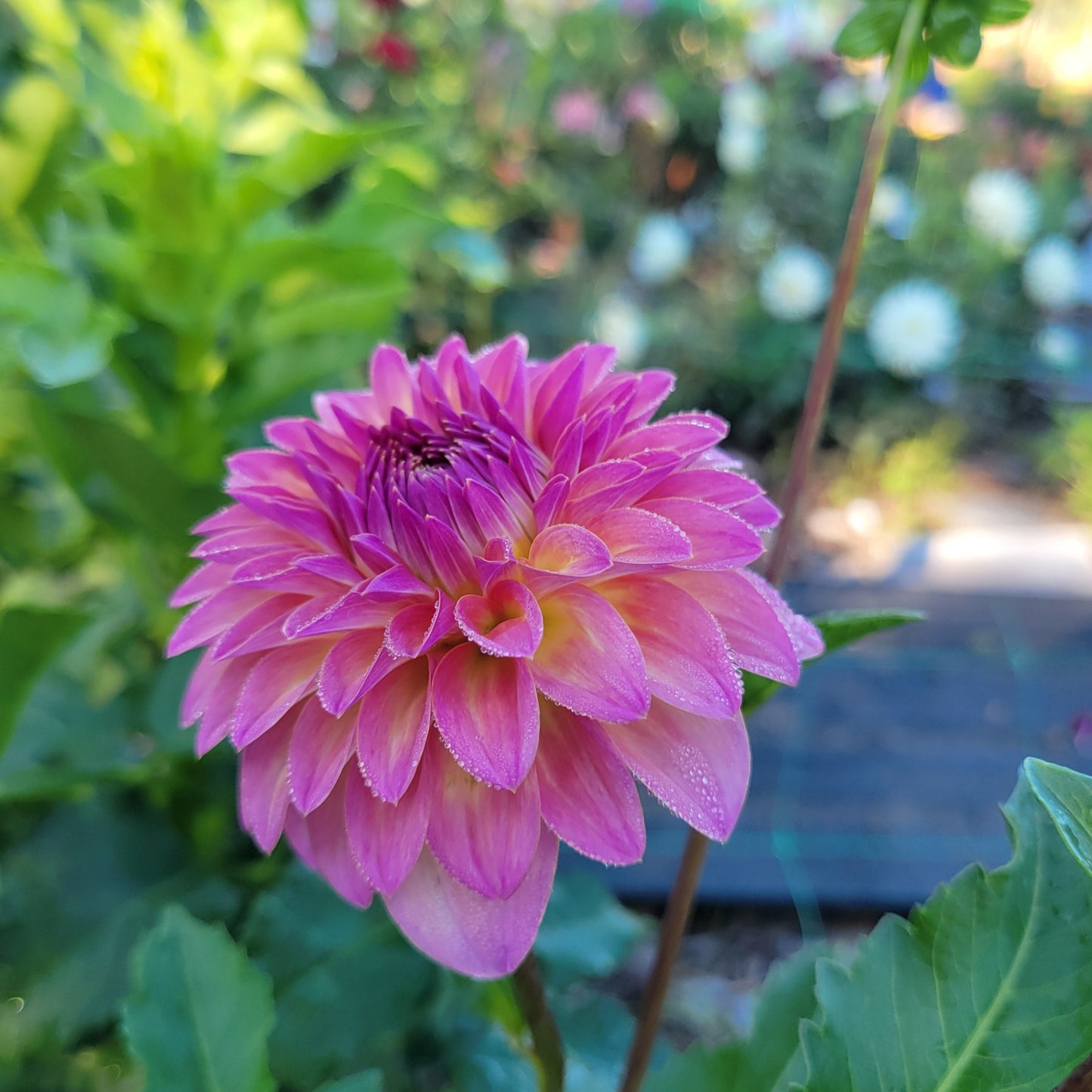 Bloomquist Fredene