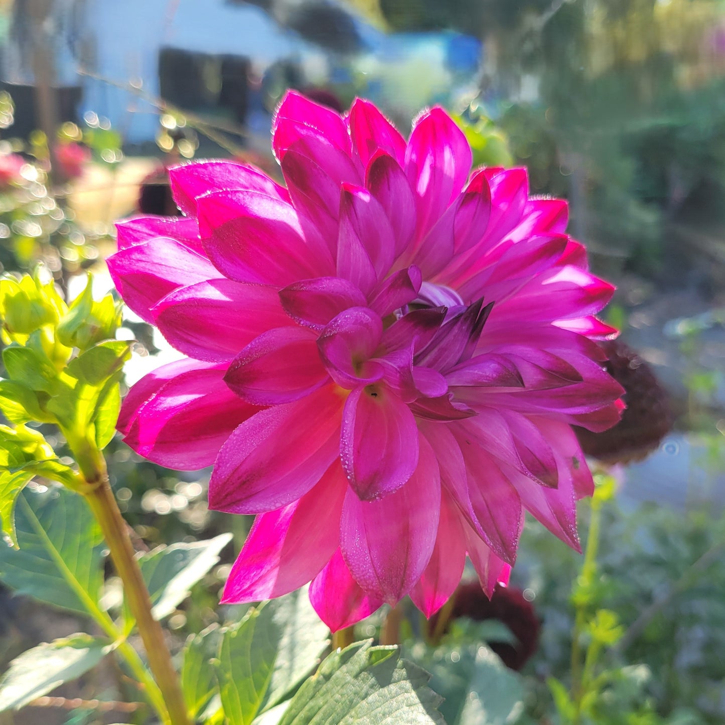 Bloomquist Vivian