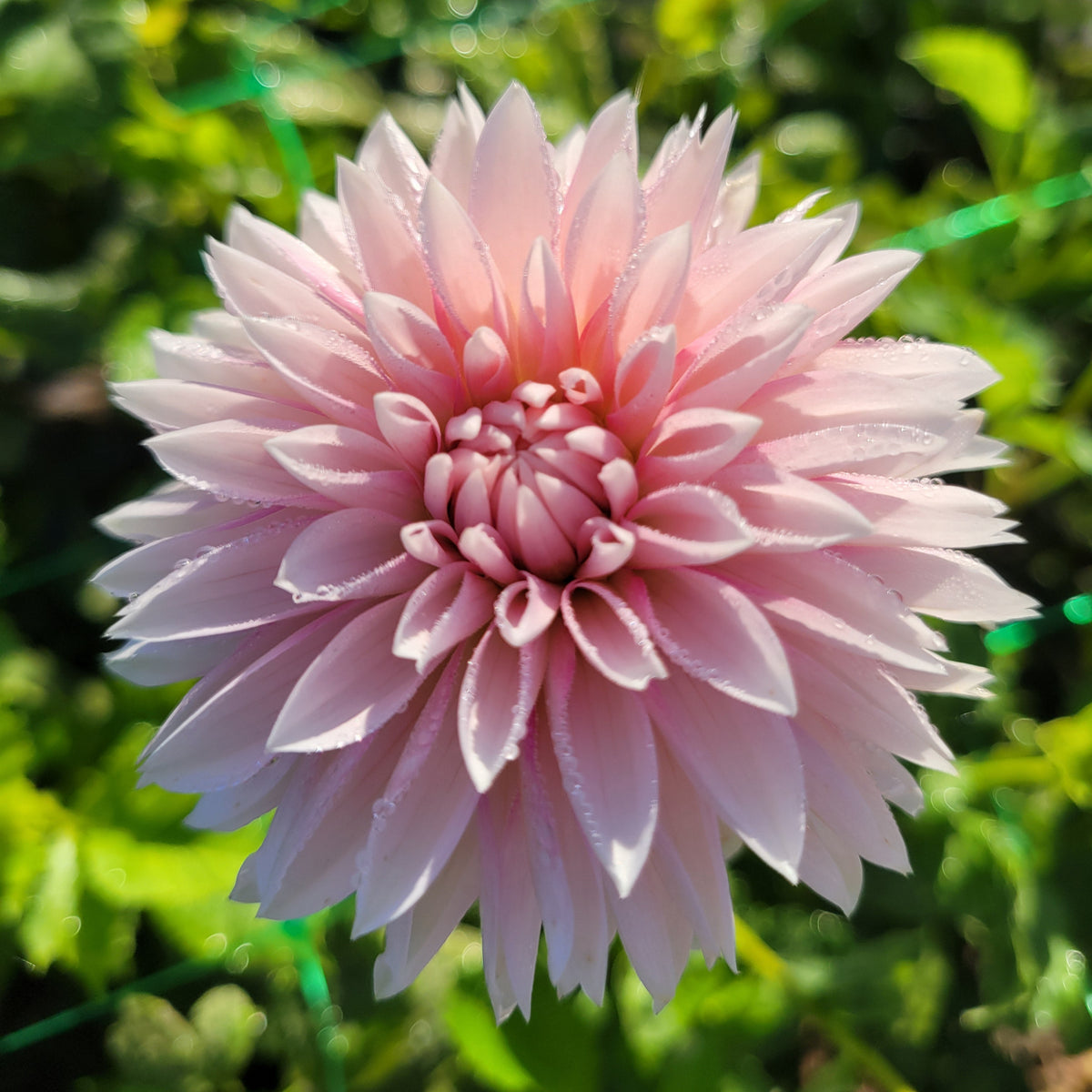 Budapest Blush