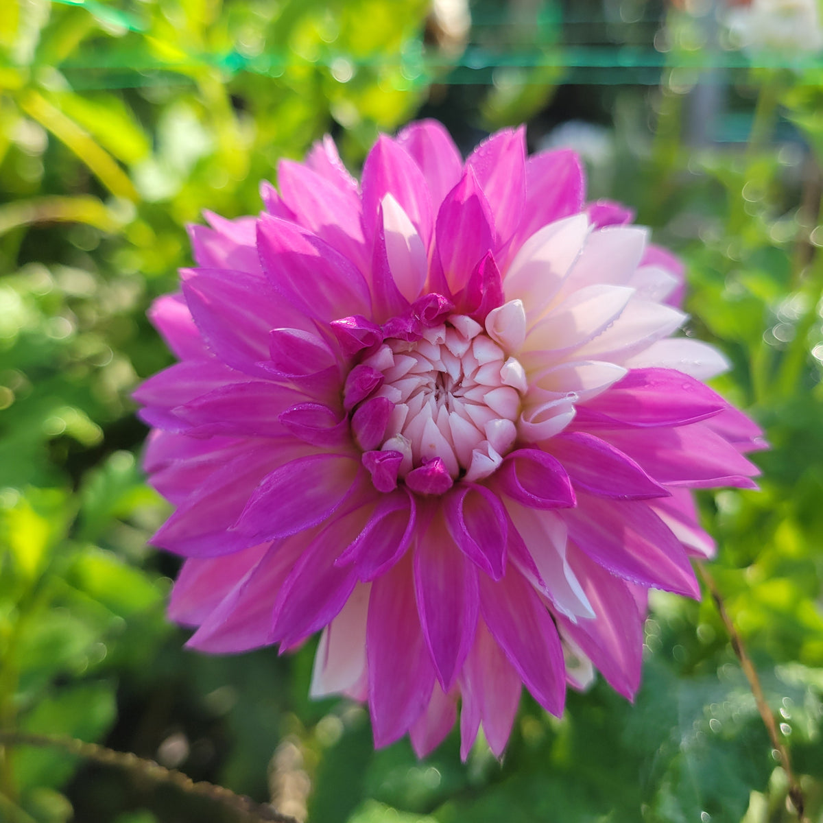 Budapest Blush