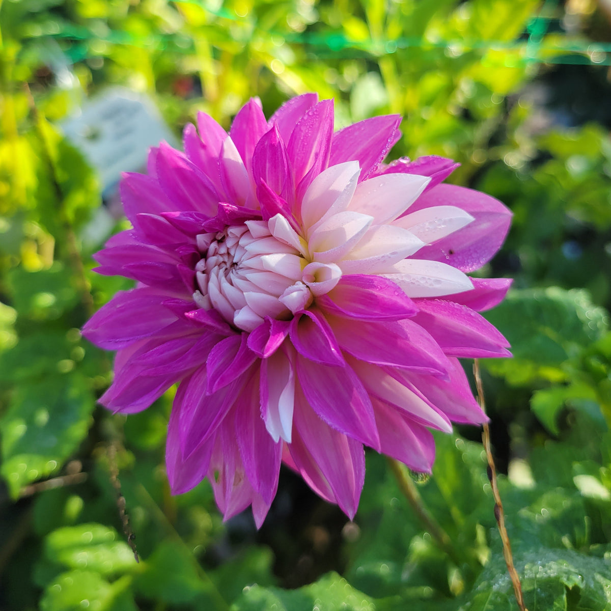 Budapest Blush
