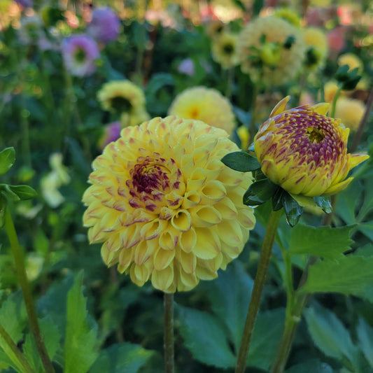 Ferncliff Spice