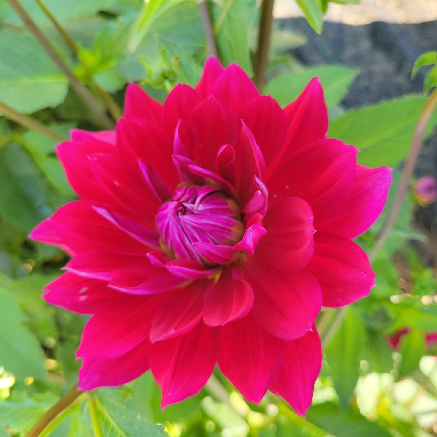 Hollyhill Pandora